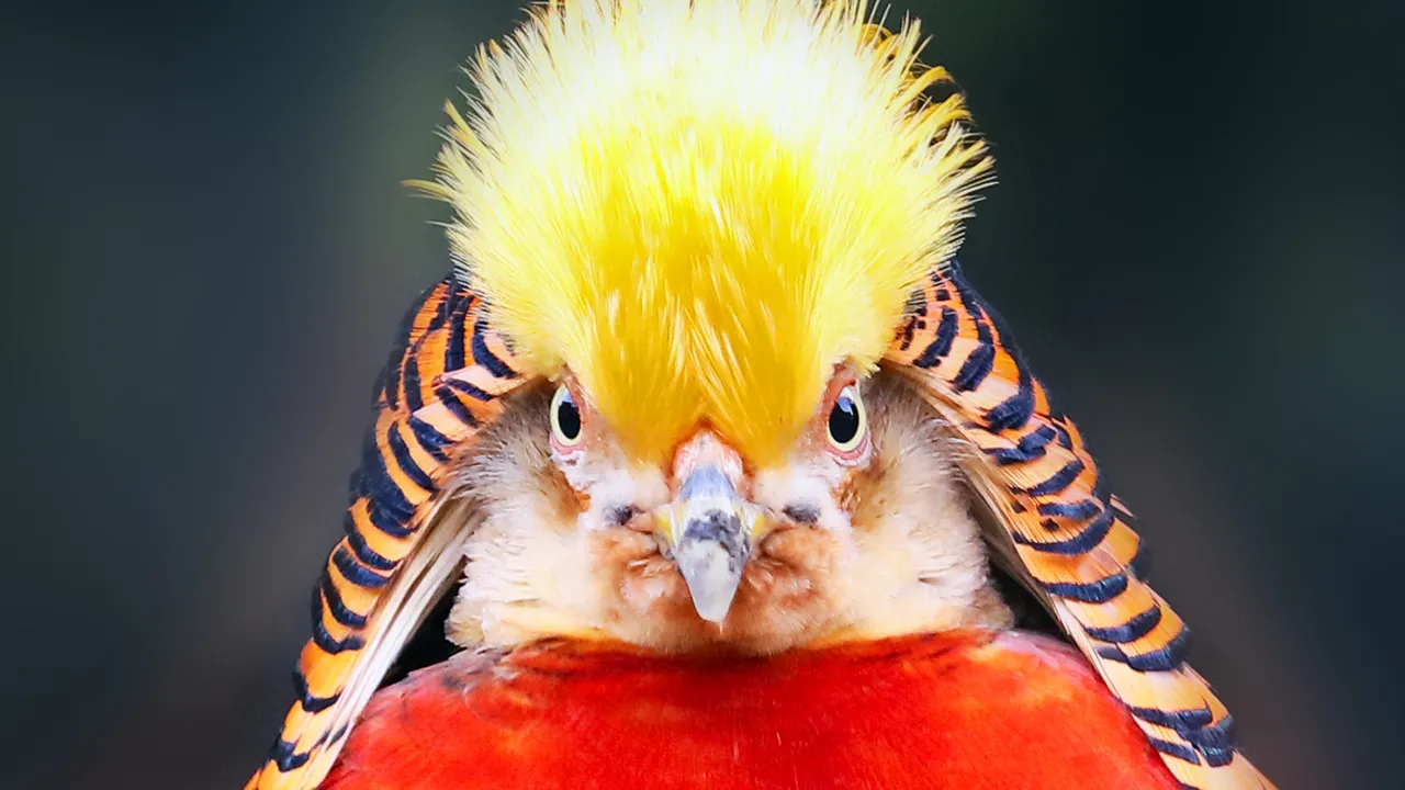 L’amore è (letteralmente) cieco per questa specie di uccelli, che per corteggiare le femmine esagerano tanto da non vederci più