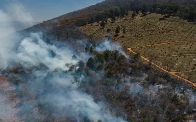 Il lato oscuro dell’avocado, tra deforestazione e nuove tecnologie verso la speranza di una produzione sostenibile