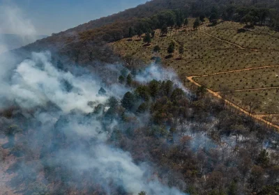 Il lato oscuro dell’avocado, tra deforestazione e nuove tecnologie verso la speranza di una produzione sostenibile
