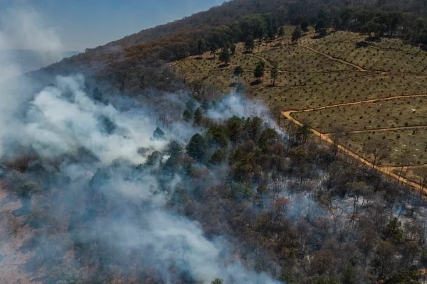 Il lato oscuro dell’avocado, tra deforestazione e nuove tecnologie verso la speranza di una produzione sostenibile