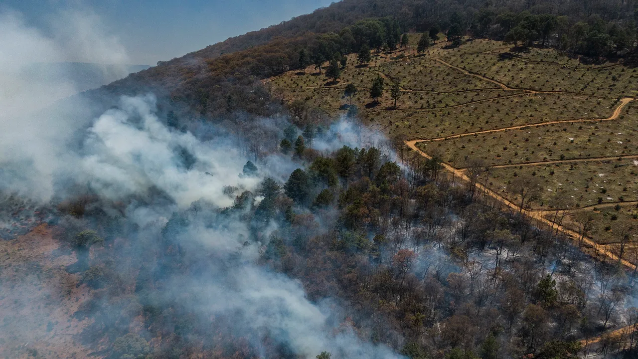 Il lato oscuro dell’avocado, tra deforestazione e nuove tecnologie verso la speranza di una produzione sostenibile