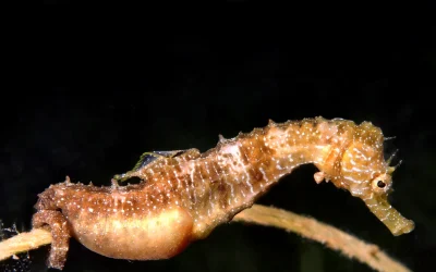 Tutti i segreti del cavalluccio marino e una luce sul mistero del perché sono i maschi a portare avanti la gravidanza
