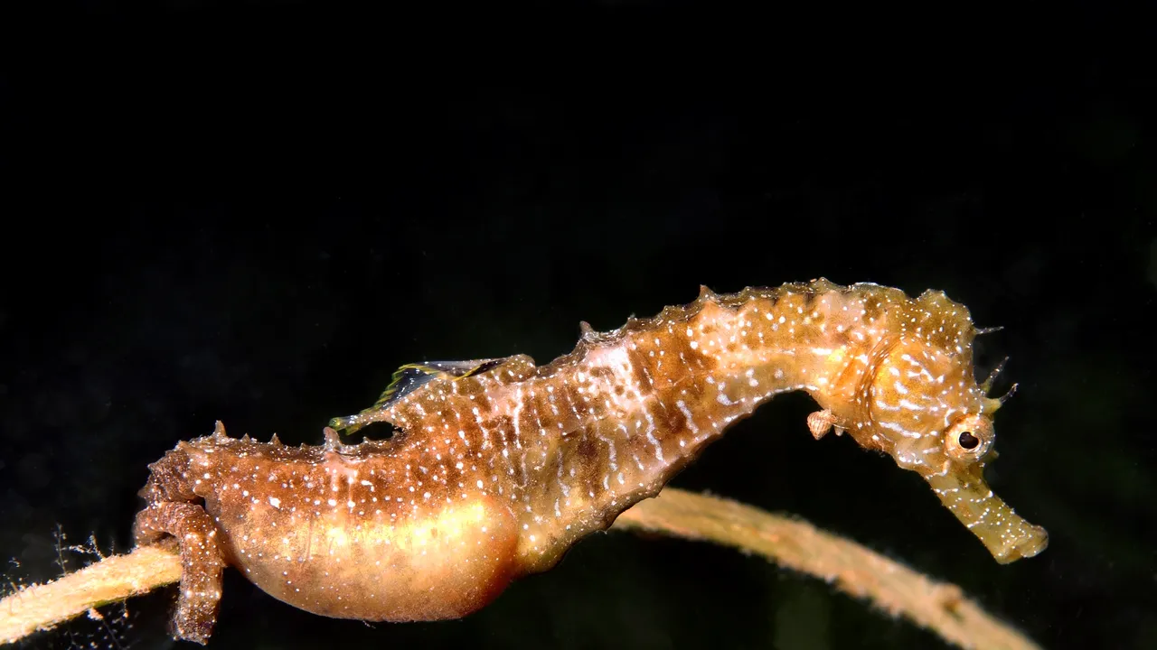 Tutti i segreti del cavalluccio marino e una luce sul mistero del perché sono i maschi a portare avanti la gravidanza