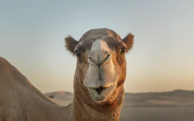 I “nanocorpi” di lama e cammelli potrebbero rivoluzionare la cura delle patologie cerebrali, come Alzheimer e schizofrenia