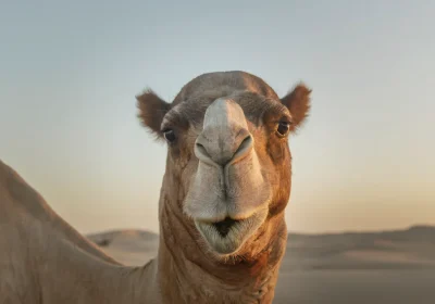 I “nanocorpi” di lama e cammelli potrebbero rivoluzionare la cura delle patologie cerebrali, come Alzheimer e schizofrenia