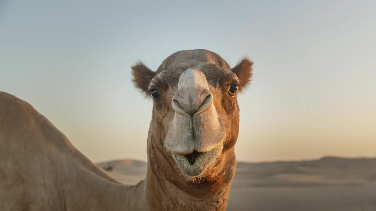 I “nanocorpi” di lama e cammelli potrebbero rivoluzionare la cura delle patologie cerebrali, come Alzheimer e schizofrenia