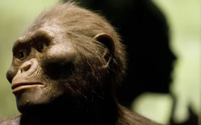 Il Burtele Foot, il mucchio di ossa del piede datato tre milioni di anni fa, appartiene a un australopiteco più antico di Lucy