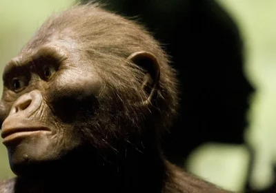 Il Burtele Foot, il mucchio di ossa del piede datato tre milioni di anni fa, appartiene a un australopiteco più antico di Lucy