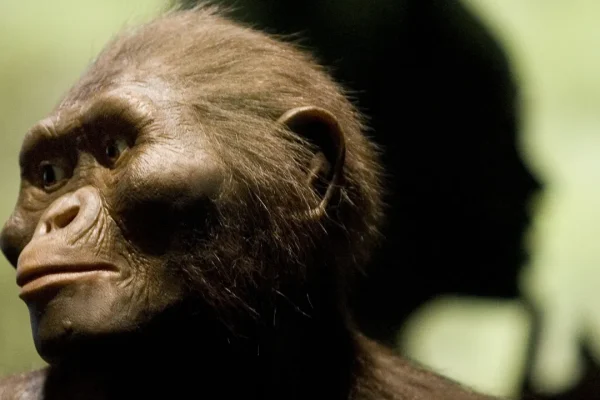 Il Burtele Foot, il mucchio di ossa del piede datato tre milioni di anni fa, appartiene a un australopiteco più antico di Lucy