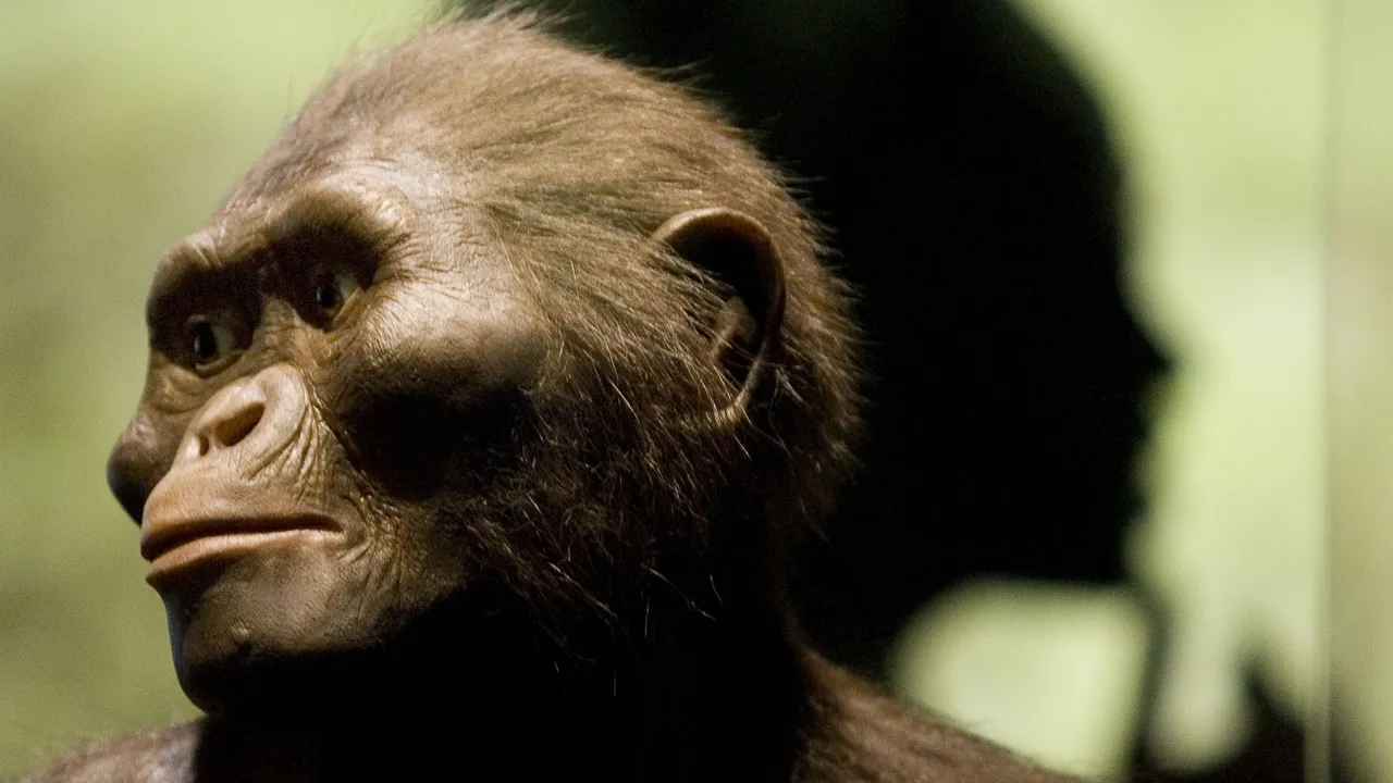 Il Burtele Foot, il mucchio di ossa del piede datato tre milioni di anni fa, appartiene a un australopiteco più antico di Lucy