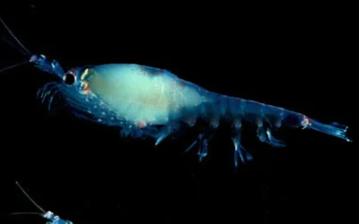 Cosa lega il krill, un minuscolo crostaceo, al primo prigioniero politico russo in Antartide