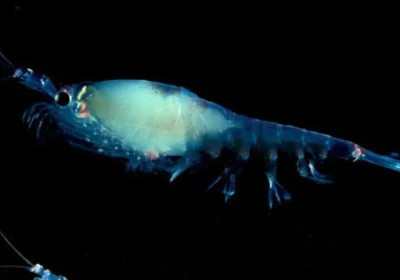 Cosa lega il krill, un minuscolo crostaceo, al primo prigioniero politico russo in Antartide
