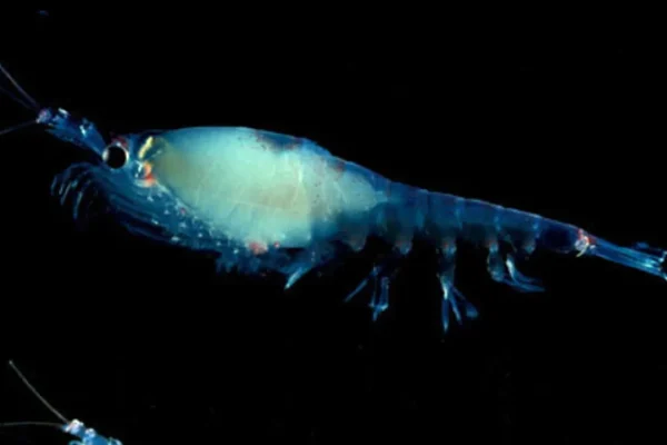 Cosa lega il krill, un minuscolo crostaceo, al primo prigioniero politico russo in Antartide