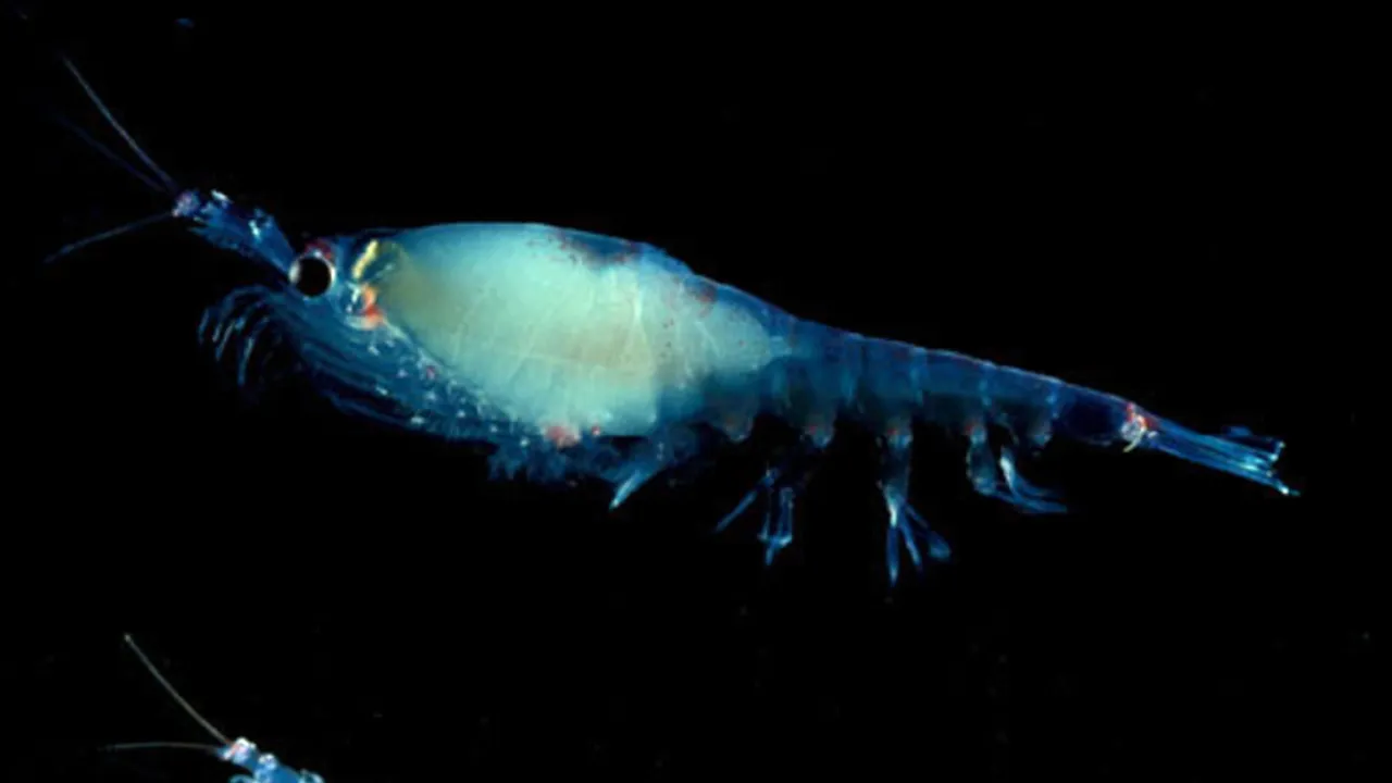 Cosa lega il krill, un minuscolo crostaceo, al primo prigioniero politico russo in Antartide