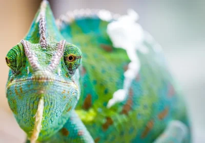 È stato finalmente risolto il mistero millenario che si nasconde dietro ai portentosi occhi del camaleonte