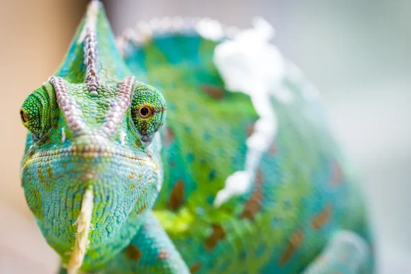 È stato finalmente risolto il mistero millenario che si nasconde dietro ai portentosi occhi del camaleonte