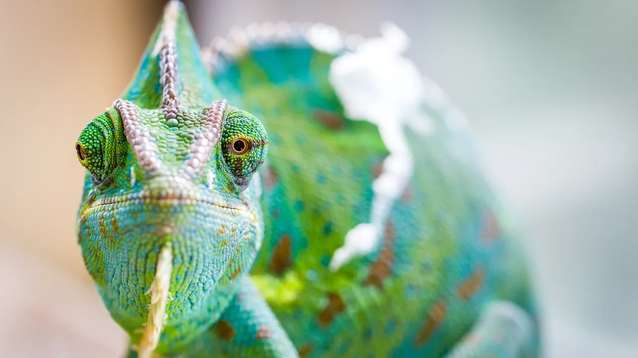 È stato finalmente risolto il mistero millenario che si nasconde dietro ai portentosi occhi del camaleonte