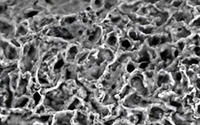 Cervello umano completamente sintetico: è la fine dei test sugli animali?