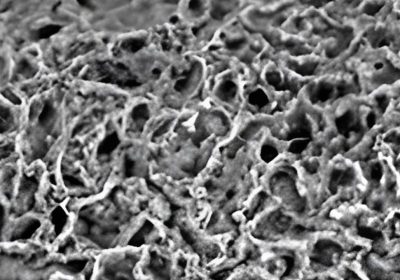 Cervello umano completamente sintetico: è la fine dei test sugli animali?