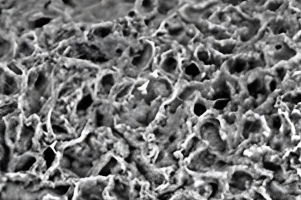 Cervello umano completamente sintetico: è la fine dei test sugli animali?