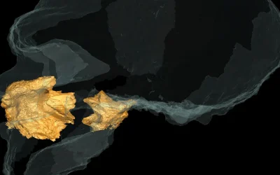 Il mistero del grosso naso dei Neanderthal è stato risolto, l’uomo di Altamura ci dice che non era adattato al freddo