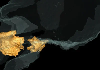 Il mistero del grosso naso dei Neanderthal è stato risolto, l’uomo di Altamura ci dice che non era adattato al freddo