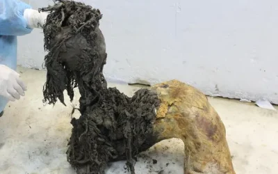 Da mummie di mammut lanoso è stato isolato l’Rna più antico di sempre, aprendo una finestra sulla biologia delle specie estinte