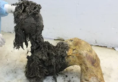 Da mummie di mammut lanoso è stato isolato l’Rna più antico di sempre, aprendo una finestra sulla biologia delle specie estinte