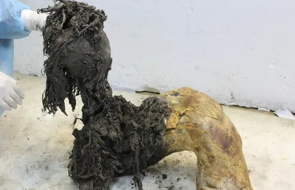 Da mummie di mammut lanoso è stato isolato l’Rna più antico di sempre, aprendo una finestra sulla biologia delle specie estinte