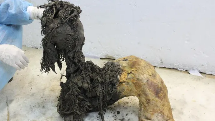 Da mummie di mammut lanoso è stato isolato l’Rna più antico di sempre, aprendo una finestra sulla biologia delle specie estinte