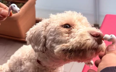 AirPods, la traduzione live in italiano è gradevole, ma acerba