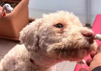 AirPods, la traduzione live in italiano è gradevole, ma acerba