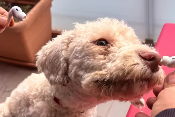 AirPods, la traduzione live in italiano è gradevole, ma acerba