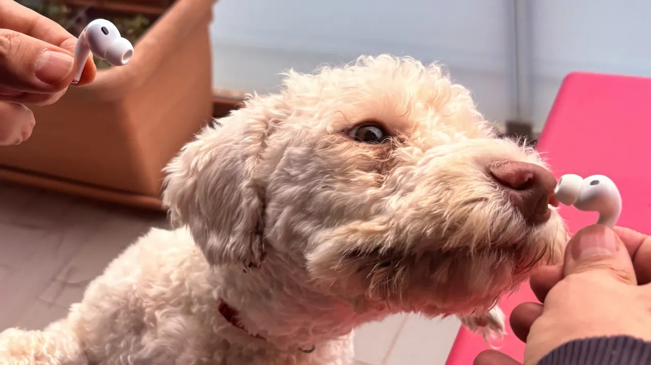 AirPods, la traduzione live in italiano è gradevole, ma acerba