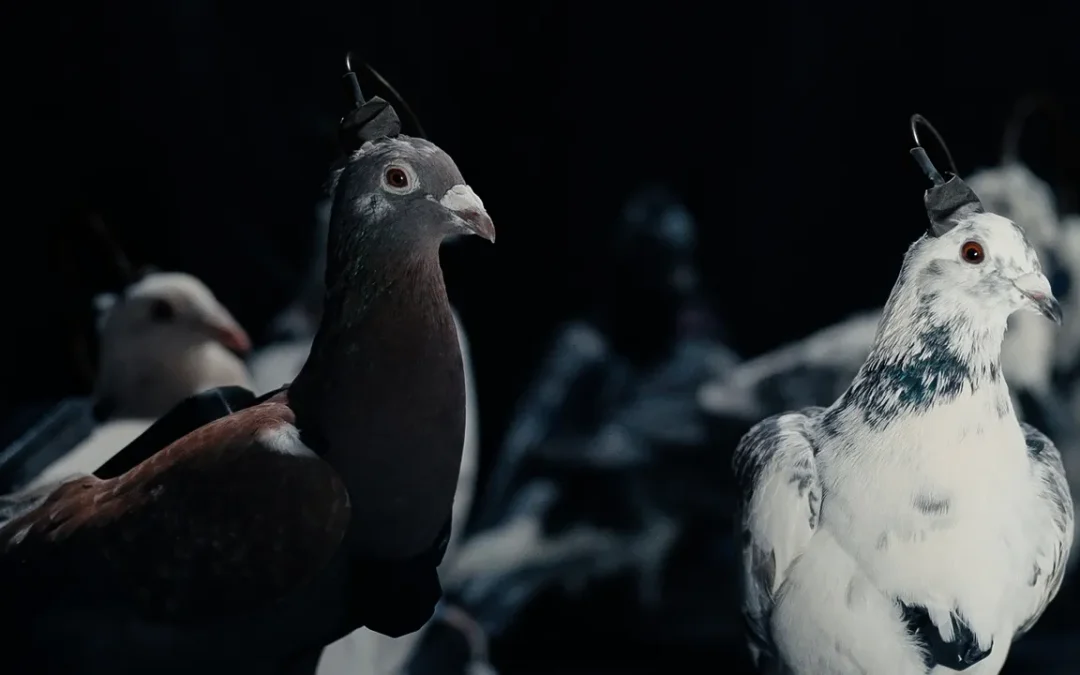 Come siamo passati dai piccioni viaggiatori ai piccioni cyborg (con buona pace dei droni)