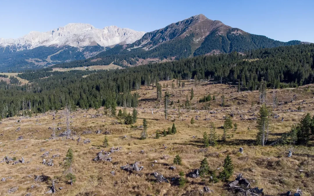 Come la storia delle Olimpiadi Invernali 2026 passa anche per i boschi del Trentino Alto-Adige (e la loro resilienza)