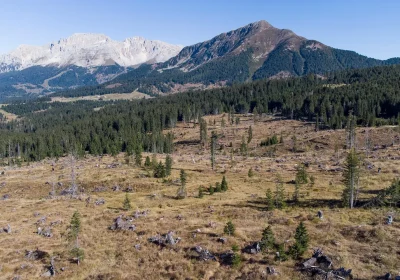 Come la storia delle Olimpiadi Invernali 2026 passa anche per i boschi del Trentino Alto-Adige (e la loro resilienza)