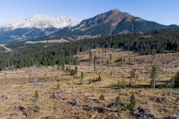 Come la storia delle Olimpiadi Invernali 2026 passa anche per i boschi del Trentino Alto-Adige (e la loro resilienza)