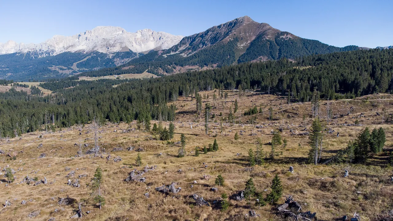 Come la storia delle Olimpiadi Invernali 2026 passa anche per i boschi del Trentino Alto-Adige (e la loro resilienza)