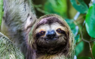 Come i bradipi rischiano grosso per la nostra brama di like