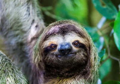 Come i bradipi rischiano grosso per la nostra brama di like