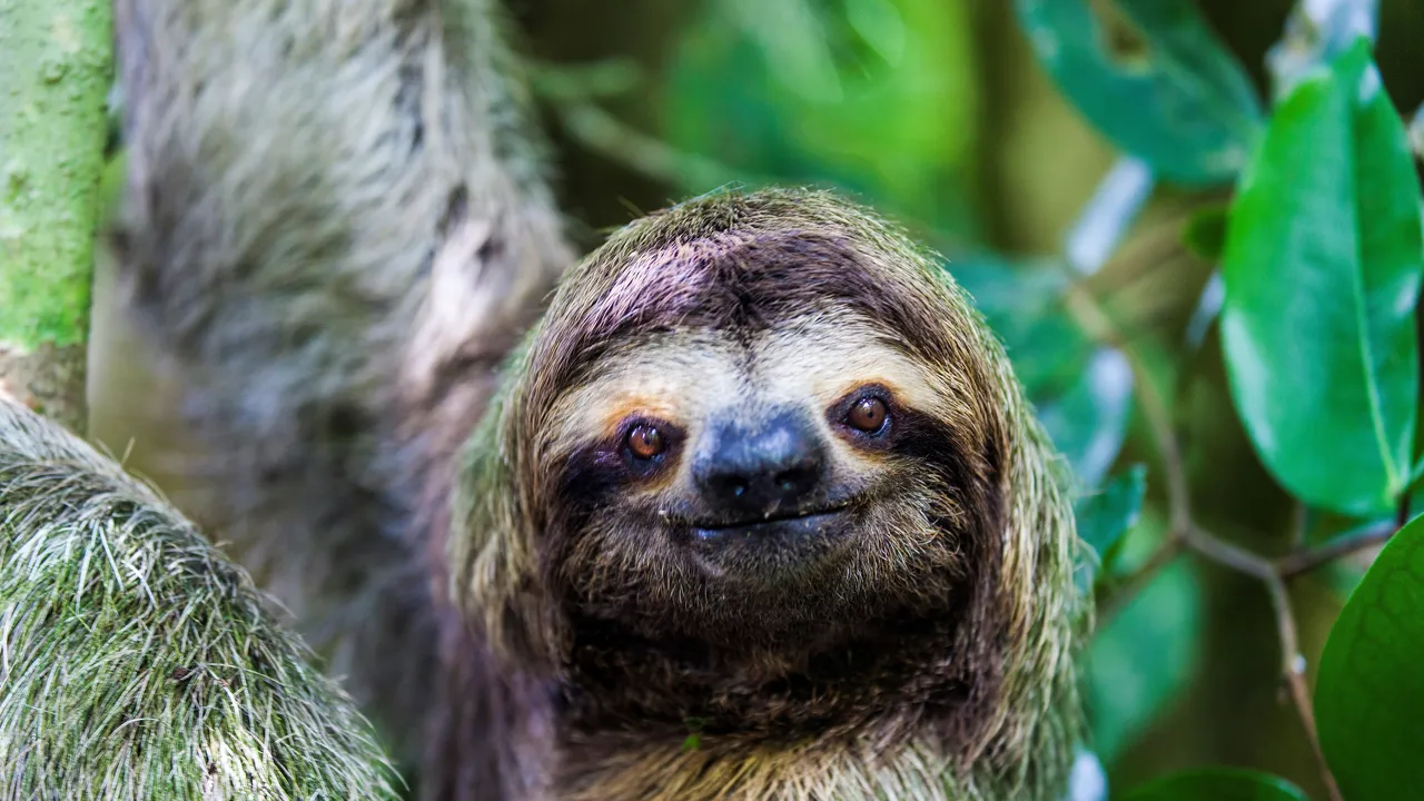 Come i bradipi rischiano grosso per la nostra brama di like