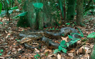 I fossili dell’anaconda (vi ricordate il film?) suggeriscono che questi rettili erano già enormi 12 milioni di anni fa