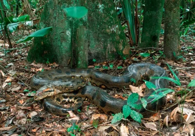 I fossili dell’anaconda (vi ricordate il film?) suggeriscono che questi rettili erano già enormi 12 milioni di anni fa