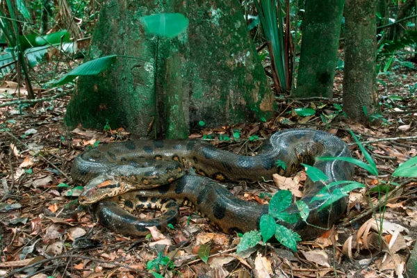 I fossili dell’anaconda (vi ricordate il film?) suggeriscono che questi rettili erano già enormi 12 milioni di anni fa