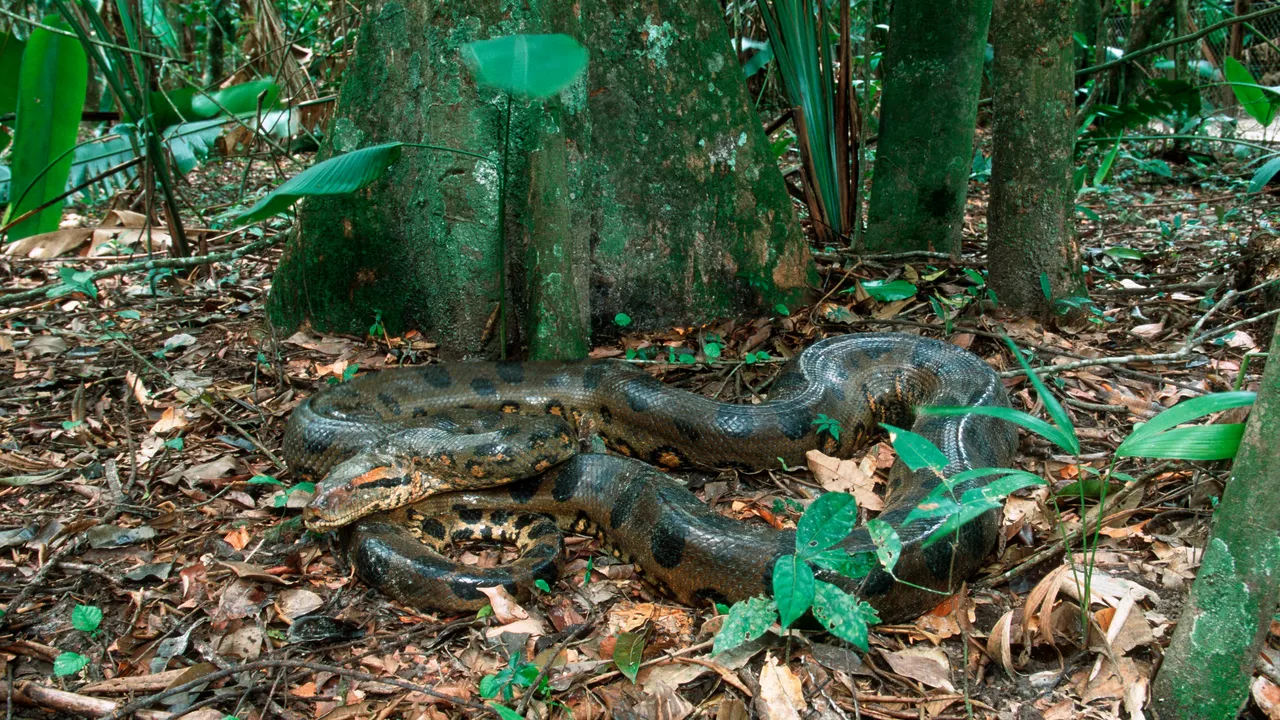I fossili dell’anaconda (vi ricordate il film?) suggeriscono che questi rettili erano già enormi 12 milioni di anni fa