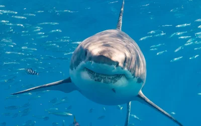 Perché non abbiamo più così tanta paura degli squali come ai tempi del trauma collettivo negli anni Settanta (aka film di Spielberg)
