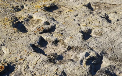 Un antico lago in Bolivia è diventato più grande sito di impronte di dinosauro al mondo, ne ha oltre 16mila