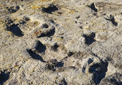 Un antico lago in Bolivia è diventato più grande sito di impronte di dinosauro al mondo, ne ha oltre 16mila