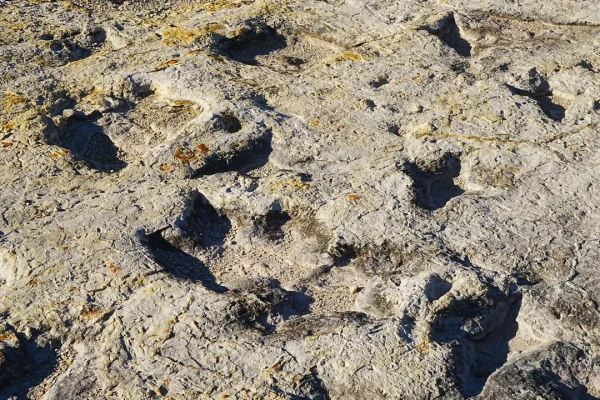 Un antico lago in Bolivia è diventato più grande sito di impronte di dinosauro al mondo, ne ha oltre 16mila
